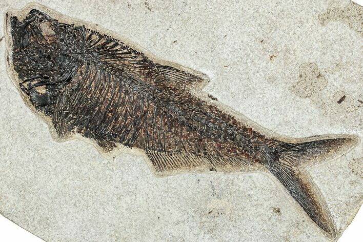 Beautiful Fossil Fish (Diplomystus) - Wyoming #233893